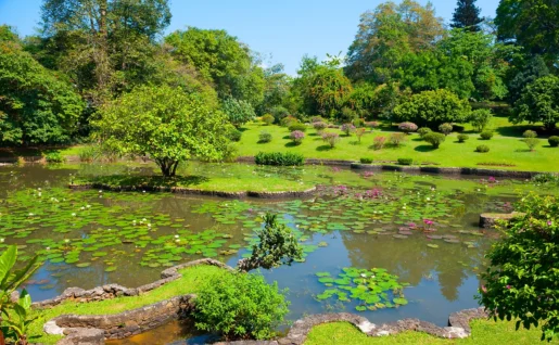 Jardin botanique de Peradeniya, Kandy, Sri Lanka
