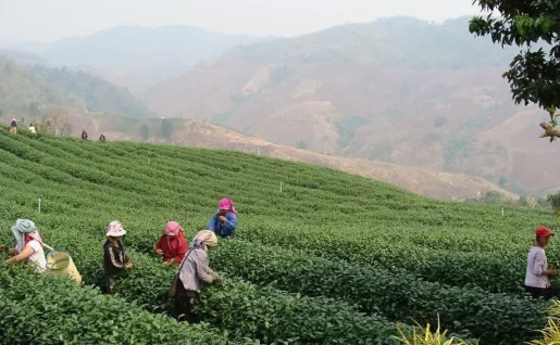 Plantation de thé, Chiang Rai, Thaïlande