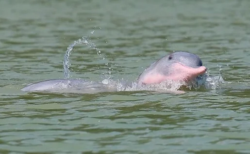 Dauphin rose, Khanom, Thaïlande