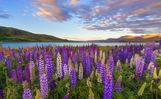 Lac Tekapo, Nouvelle-Zélande