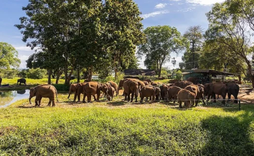 Elephant Transit Home, Udawalawe, Sri Lanka