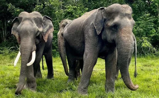 Eléphants, Kulen, Siem Reap, Cambodge