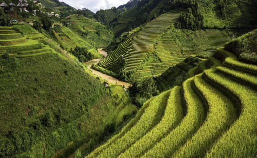 Rizière, Mu Cang Chai, région de Sapa, Viêtnam
