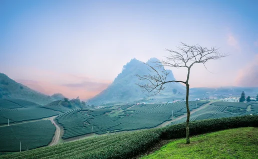 Plantations de thé, Moc Chau, Vietnam