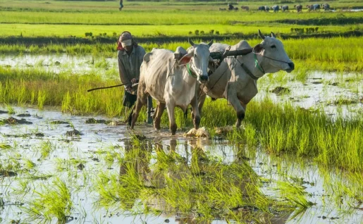 Campagne cambodgienne, Kompheim, Siem Reap, Cambodge