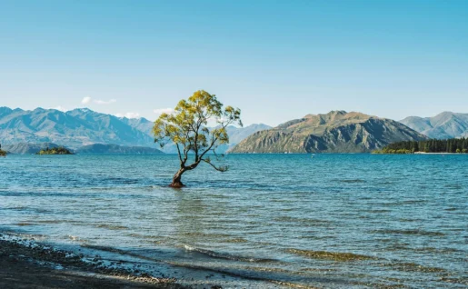 Wanaka Tree