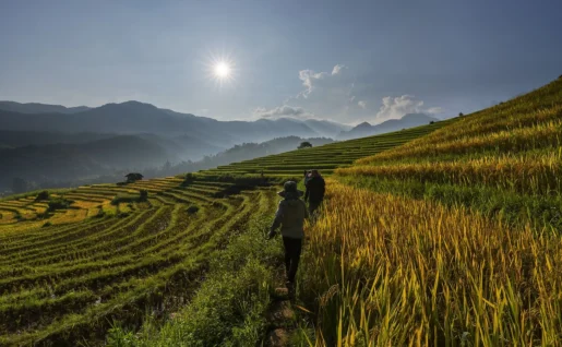 Balade dans les rizières, Cinnamon Eco Lodge, Vinh Yen, Vietnam