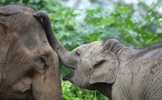 Mandalao Elephant Conservation, Luang Prabang, Laos