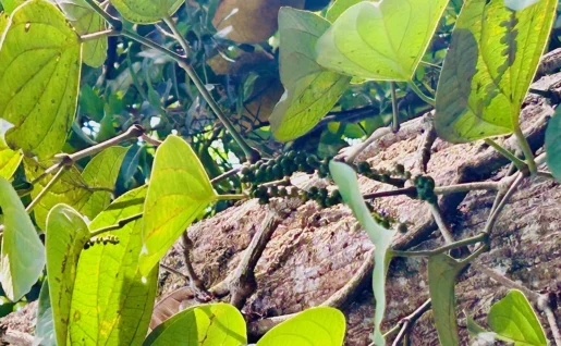 Jardin d'épices, Matale, Sri Lanka