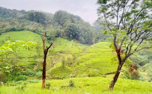 Plantations de thé, Sri Lanka