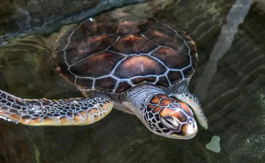 Tortues, Habaraduwa, Sri Lanka