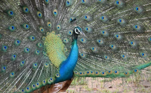 Parc National de Yala, Sri Lanka
