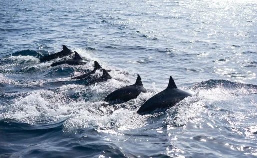 Dauphins, Pamilacan Island, Philippines