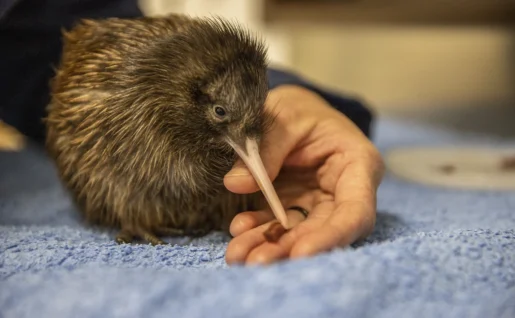 Kiwi