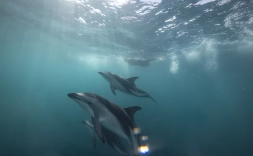 Dauphins