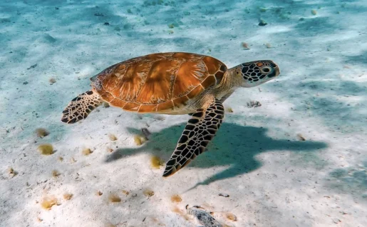 Tortue, Aitutaki