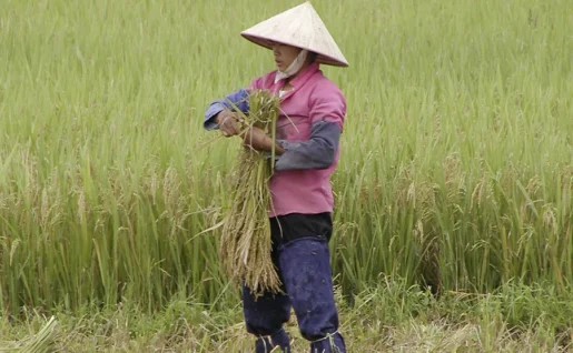 Femme travaillant aux champs entre Hanoi et Halong, Vietnam