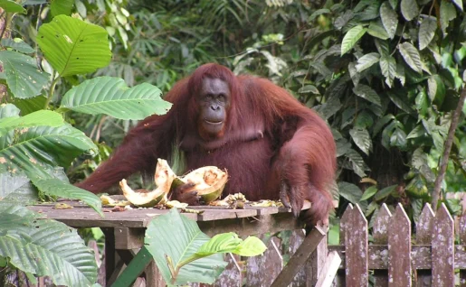 Centre de réhabilitation de Semenggoh, Kuching, Malaisie