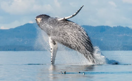 Baleine