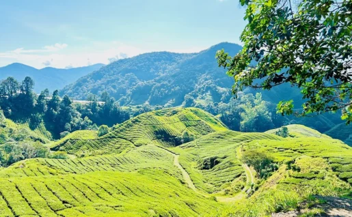 Cameron Highlands, Malaisie
