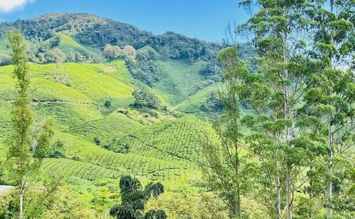 Cameron Highlands, Malaisie