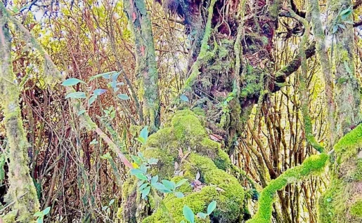 Forêt de mousse, Cameron Highlands, Malaisie