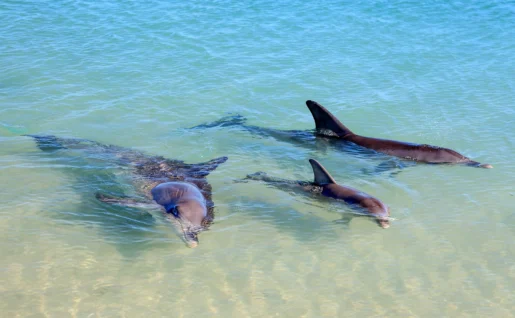 Dauphins, Monkey Mia, Australie