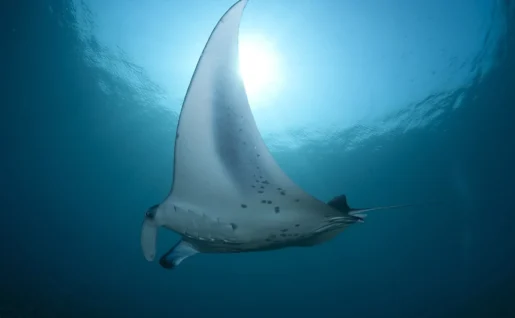 Raies Manta
