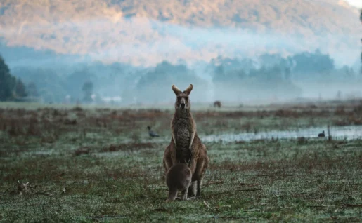 Kangourous, Grampians National park