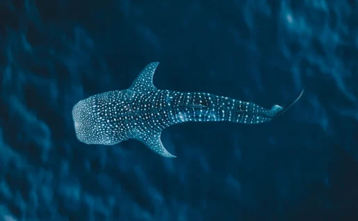 Requin Baleine