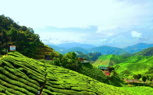 Cameron Highlands, Malaisie