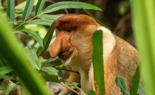 Singe nasique, Parc de Bako, Kuching, Malaisie