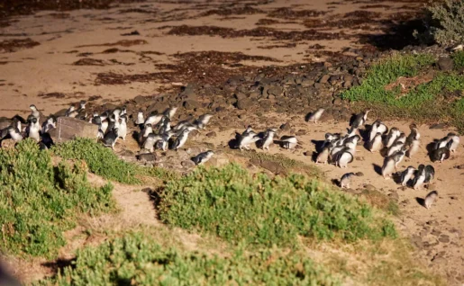 Pingouins, Summerlands, Phillip Island