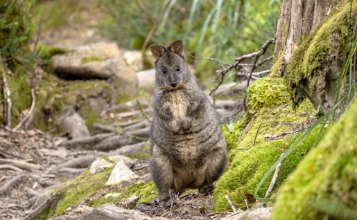 Wallaby, Overland Track, Cradle Mountain-Lake St Clair National Park