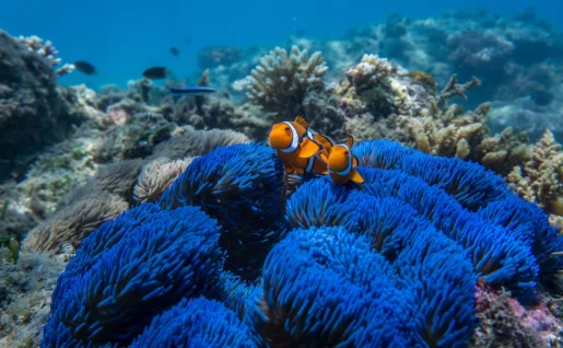 Frankland Islands, Great Barrier Reef