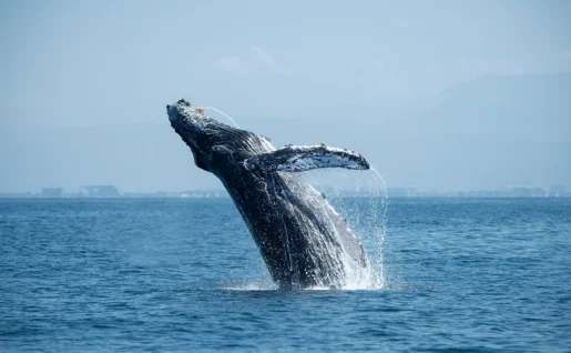 Baleine à bosse sautant hors de l'eau