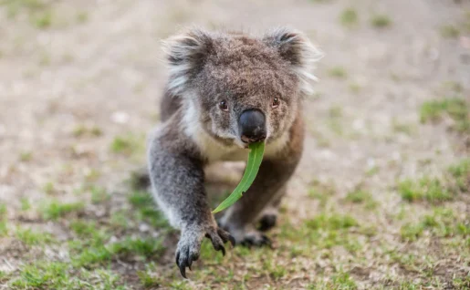 Koala