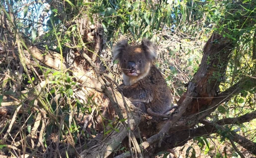 Koala sur Kangaroo Island