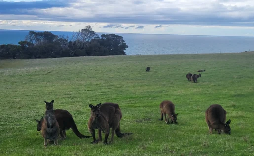 Kangourou de Kangaroo Island