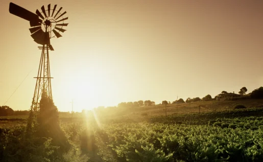 Vignoble de la vallée Barossa, Australie
