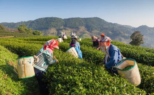Plantation de thé, Darjeeling, Inde