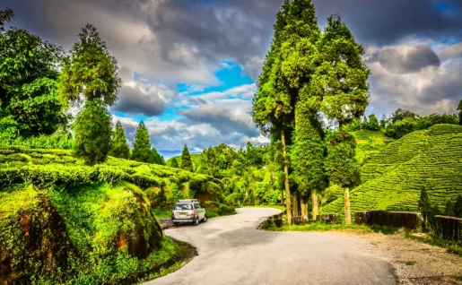 Voiture, Plantation de thé, Darjeeling, Inde