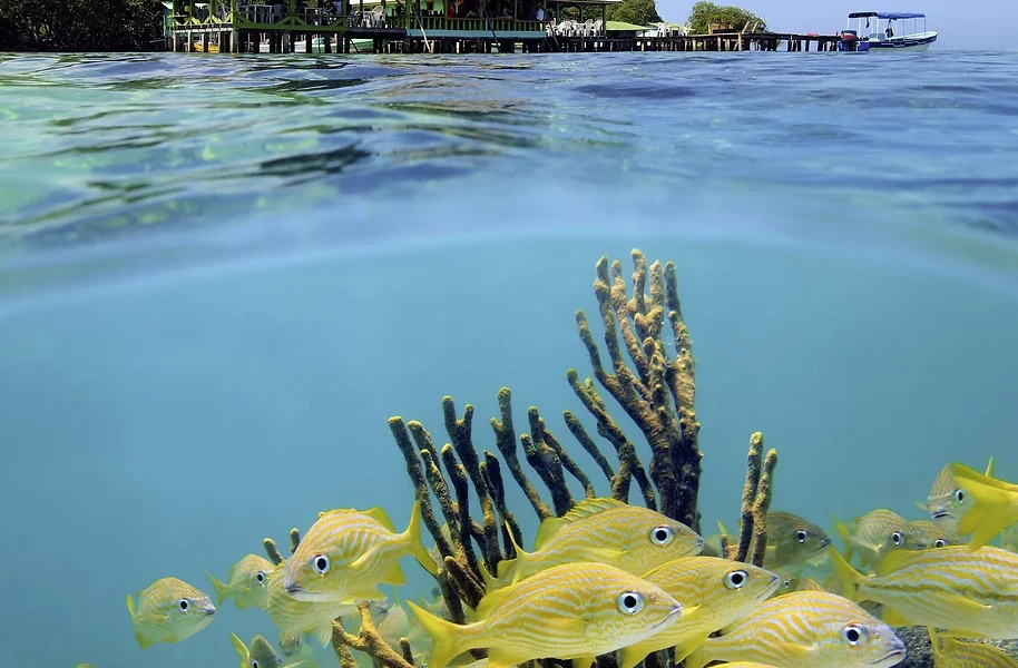 Bocas del Toro, Panama