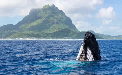 Baleine à bosse, Île Rurutu, Polynésie Française