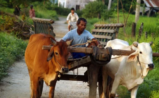 Village agricole Tharu, Chitwan, Népal