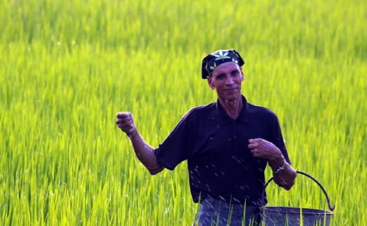 Village agricole Tharu, Chitwan, Népal