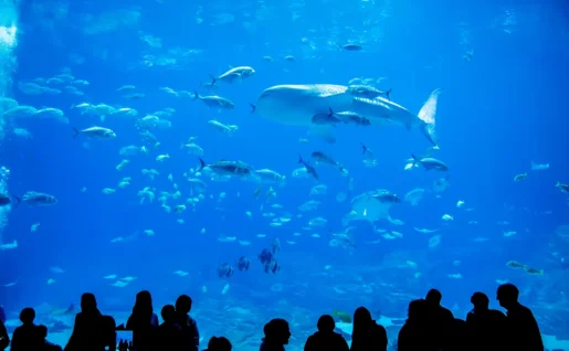 Requin baleine et poissons, S.E.A. Aquarium, Singapour