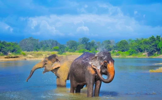 Éléphants, Parc National de Chitwan, Népal