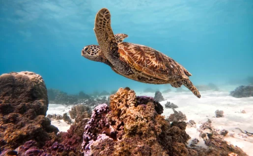 Tortue de mer, lagon de Moorea, Îles de la Société, Polynésie française