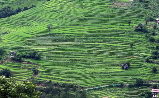 Wangdue Phodrang, Gangtey, Bhoutan